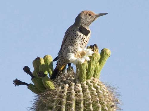 Gilded Flicker, Colaptes chrysoides, photo © by Fred Mezger