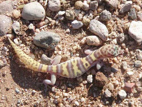 Coleonyx variegatus photo © by Marc Borom