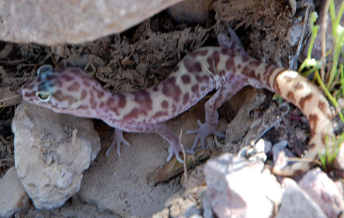 Coleonyx variegatus photo © by Michael Plagens