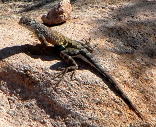 Greater Earless Lizard, Cophosaurus texanus © Mike Plagens