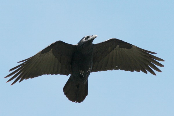 Common Raven, Corvus corax, photo © by Robert Shantz