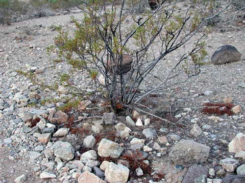 evidence of herbivory on creosote bush by audubon's cottontail photo © Michael Plagens