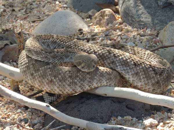 Crotalus atrox photo © by Michael Plagens