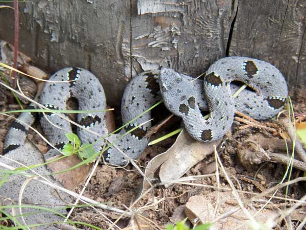 Rock Rattlesnake, Crotalus lepidus, photo © by Michael Plagens