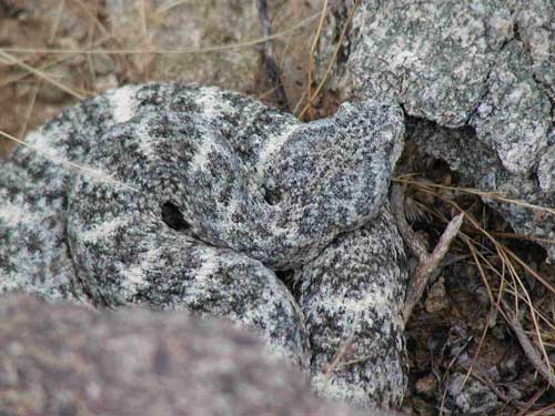 Crotalus mitchellii photo © by John Gunn