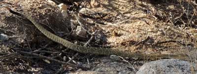 Black-tailed Rattlesnake