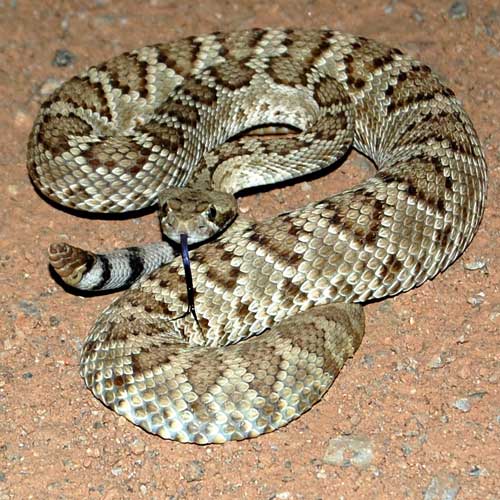 Crotalus scutulatus photo © by Michael Plagens