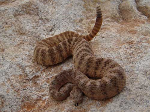 Photographed at Piestewa Peak, August 2003