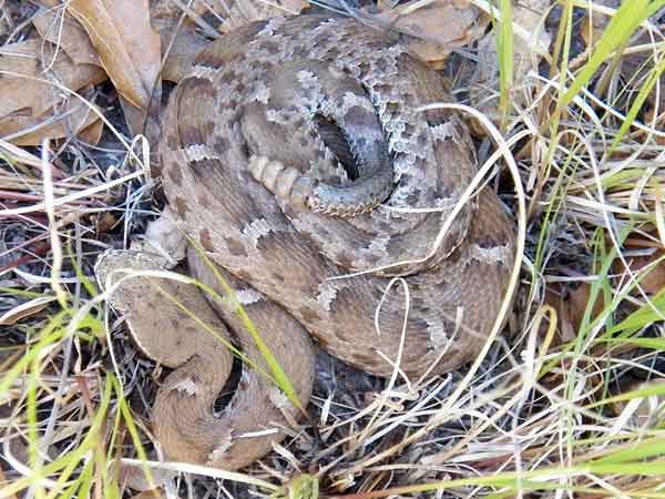 Ridge-nosed Rattlesnake, Crotalus willardi, photo © by Michael Plagens