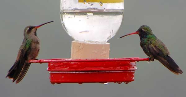 Broad-billed Hummingbird, Cynanthus latirostris, photo © by Michael Plagens