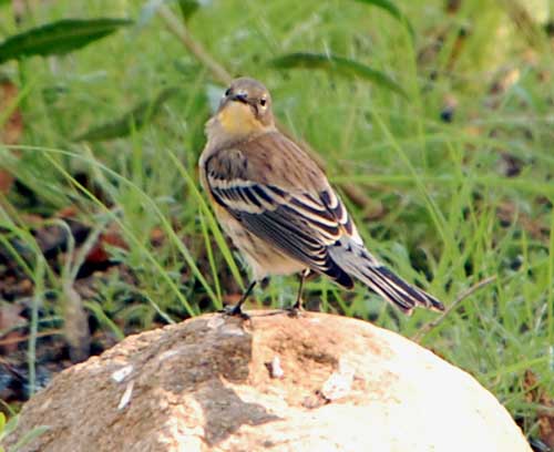 Yellow-rumped Warbler, Dendroica coronata, photo © by Mike Plagens