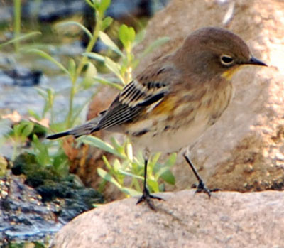 Yellow-rumped Warbler, Dendroica coronata, photo © by Mike Plagens