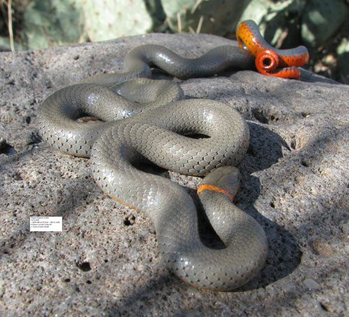 Regal Ringneck Snake, Diadophis punctatus, photo by John Gunn