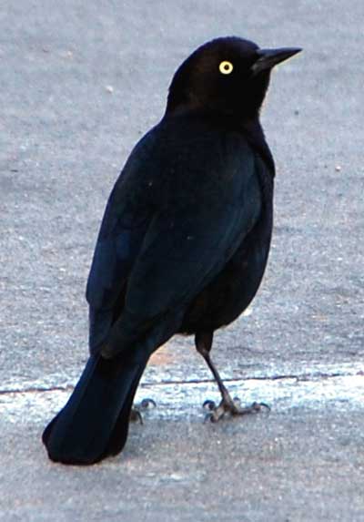 Brewer's Blackbird, Euphagus cyanocephalus, photo © by Michael Plagens