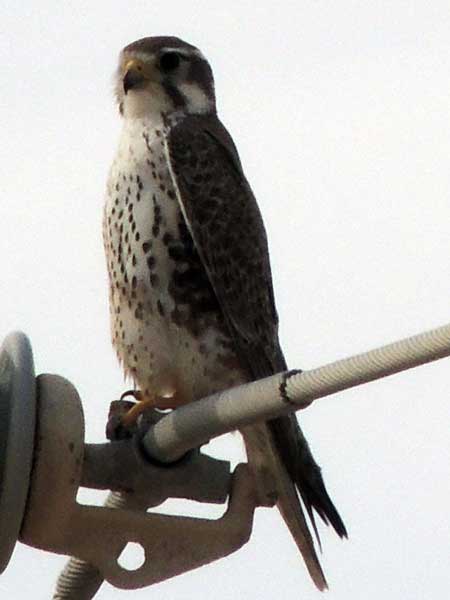 Prairie Falcon, Falco mexicanus, photo © by Mike Plagens