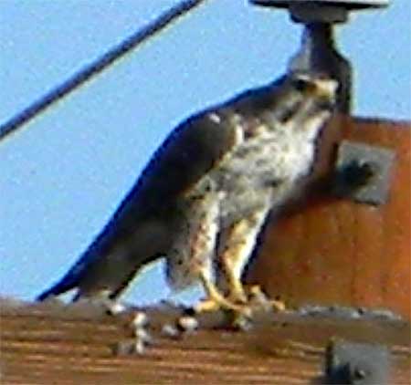 Prairie Falcon, Falco mexicanus, photo © by Mike Plagens