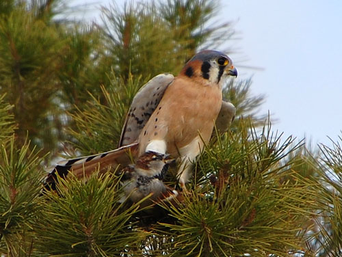 American Kestrel, Falco sparverius, photo © by Mike Plagens