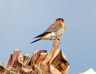 American Kestrel, Falco sparverius, photo © by Mike Plagens