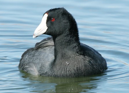 Photo of Fulica americana by Robert Shantz