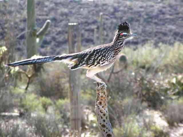 Greater Roadrunner, Geococcyx californianus, Photo © by Marc Borom