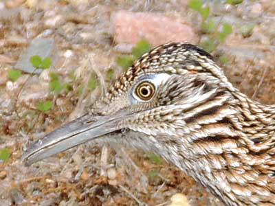 Greater Roadrunner, Geococcyx californianus, Photo © by Mike Plagens