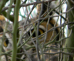 Great-horned owl at Reach 11 Park, Phoenix, Arizona, photo © Mike Plagens