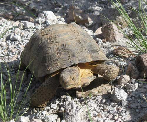 Photo of Gopherus agassizii © by John Gunn