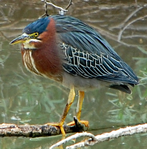 Green Heron, Butorides virescens, photo © by Michael Plagens