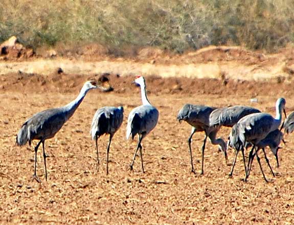 Sandhill Cranes, Grus canadensis, photo © by Michael Plagens