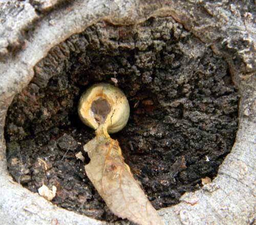 hackberry psyllid galls broken open by ladder-backed woodpecker, © by Michael J. Plagens