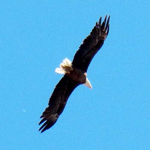 Bald Eagle, Haliaeetus leucocephalus, photo © by Michael Plagens