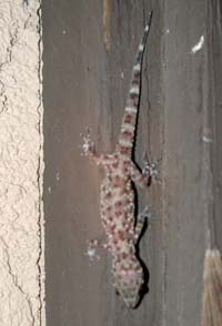 Mediterranean Gecko