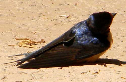 Hirundo rustica taking heat treatment photo © by Robert Shantz