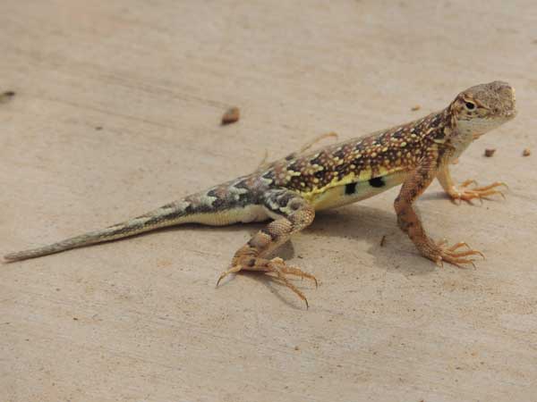 Elegant Earless Lizard, Holbrookia elegans, © by Michael Plagens. July 2010