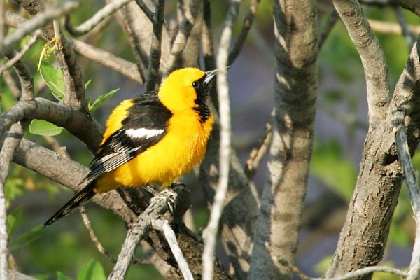 Hooded Oriole, photo © by Robert Shantz