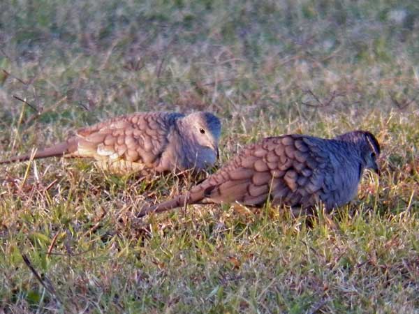 Inca Dove, photo © M.J.Plagens