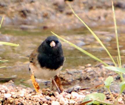 Dark-eyed Junco, Junco hyemalis, photo © by Michael Plagens