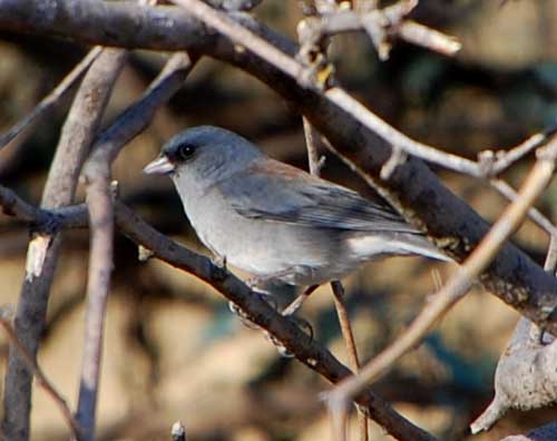 Dark-eyed Junco, Junco hyemalis, photo © by Michael Plagens