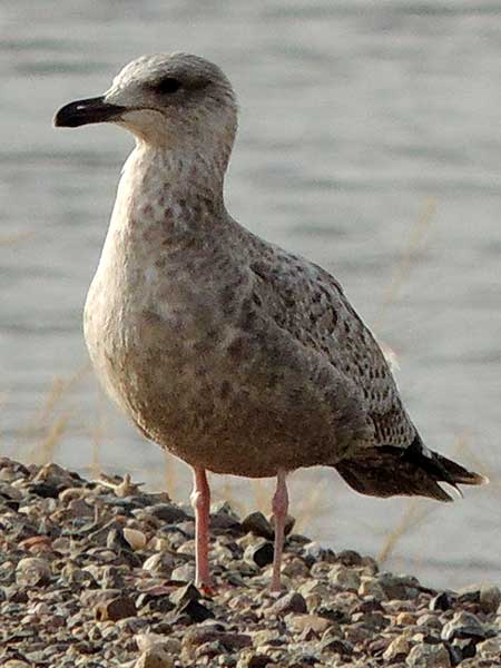 Hering Gull, Larus argentatus, Photo © by Michael Plagens