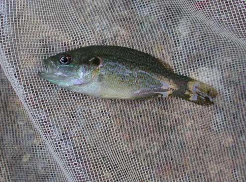 Photo of Lepomis cyanellus © Michael Plagens