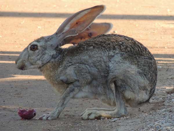 Antelope Jackrabbit, Lepus alleni, photo © by Michael Plagens