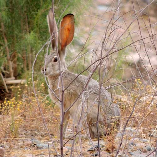 Black-tailed Jackrabbit, Lepus californicus, photo © by Robert Shantz