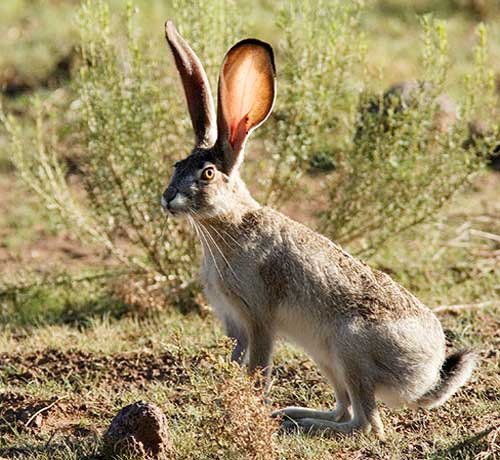 Black-tailed Jackrabbit, Lepus californicus, photo © by Robert Shantz