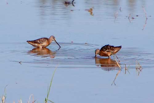 Long-billed Dowitchers, Limnodromus scolopaceus, photo © by Michael Plagens