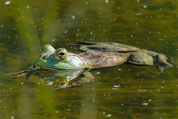 American Bullfrog in Arizona Photo © by Allan Ostling