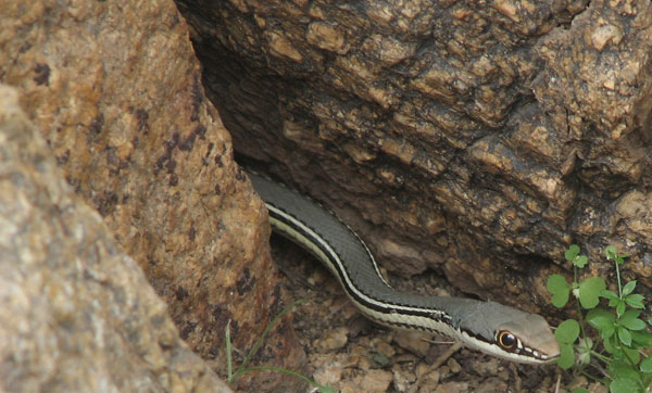 Masticophis bilineatus photo © by Laurie Nessel