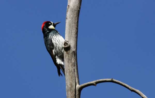 Acorn Woodpecker, Melanerpes formicivorus, photo © by Robert Shantz