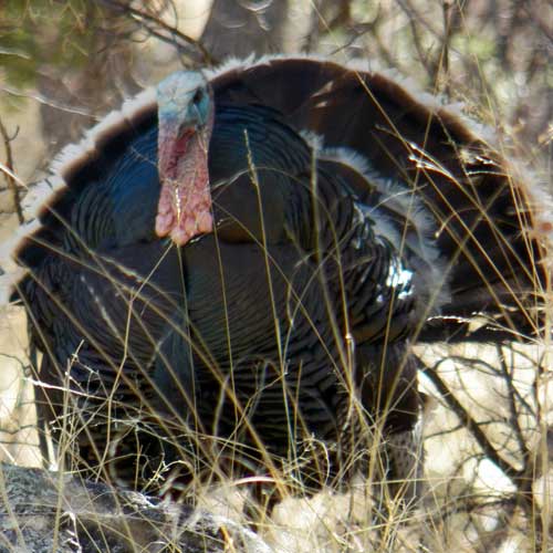 Meleagris gallopavo photo © by Michael Plagens taken at Greenbelt National Park, Maryland. June 2010