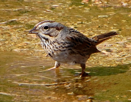 Lincoln's Sparrow, Melospiza lincolnii, photo © by Michael Plagens