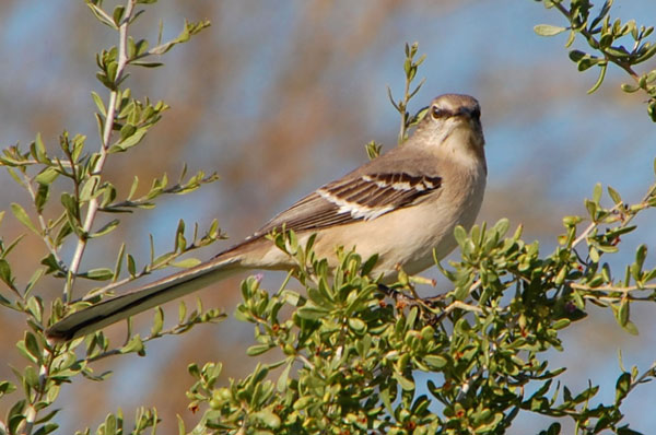 Northern Mockingbird photo © Mike Plagens